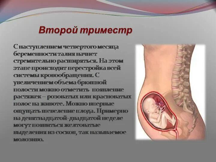 Беременна 2 месяц. Второй триместр беременности. Триместры беременности 2 триместр. Второй триместр беременности – это период:. Четвертый месяц беременности.