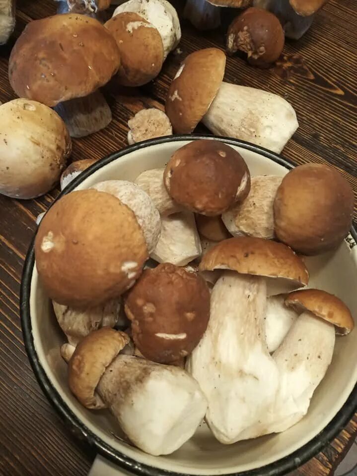 Белый гриб нужно варить. Белый гриб. Вареные белые грибы. Вкусные грибочки. Белые грибочки.