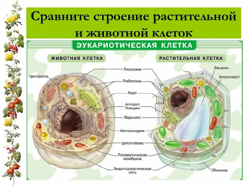 Изучение строения клеток растений