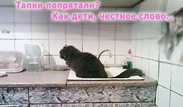 Котенок мяукает туалет. Кот какает. Кошка нагадила мимо лотка. Кот гадит в раковину. Котик писает в лоток.