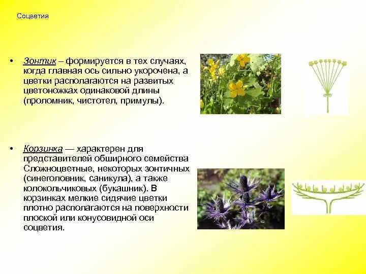Растения с соцветием сложный зонтик. Соцветия зонтиепримеры. Сложный зонтик. Зонтик соцветие признаки. Зонтик соцветие признаки.