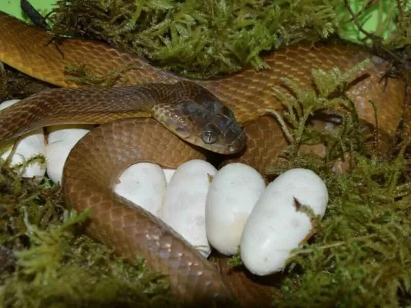 Рожденные змеи. Живородящая змея гадюка. Яйцеживорождение гадюка. Яйцеживородящие пресмыкающиеся. Змея Тайпан детёныш.