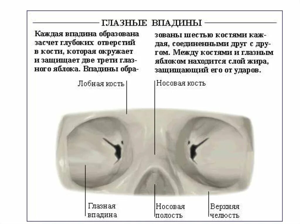 Глазная впадина 6 букв