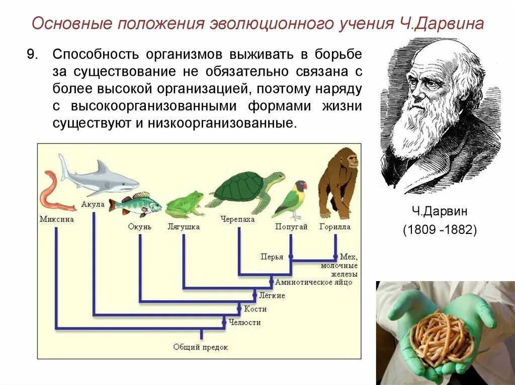 Схема эволюции Дарвина. Эволюционная теория Чарльза Дарвина. Основные положения эволюционного учения ч Дарвина. Эволюционное дерево жизни Чарльза Дарвина.