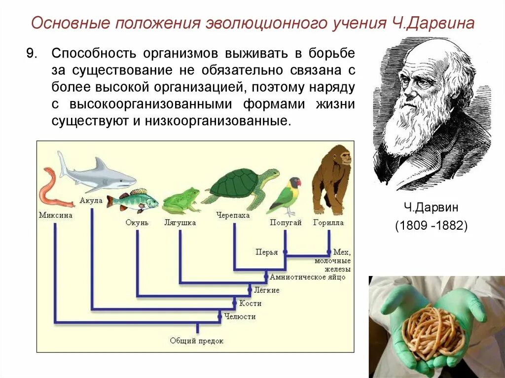 Первой эволюционной теорией является. Схема эволюции Дарвина. Эволюционная теория Чарльза Дарвина. Основные положения эволюционного учения ч Дарвина. Эволюционное дерево жизни Чарльза Дарвина.