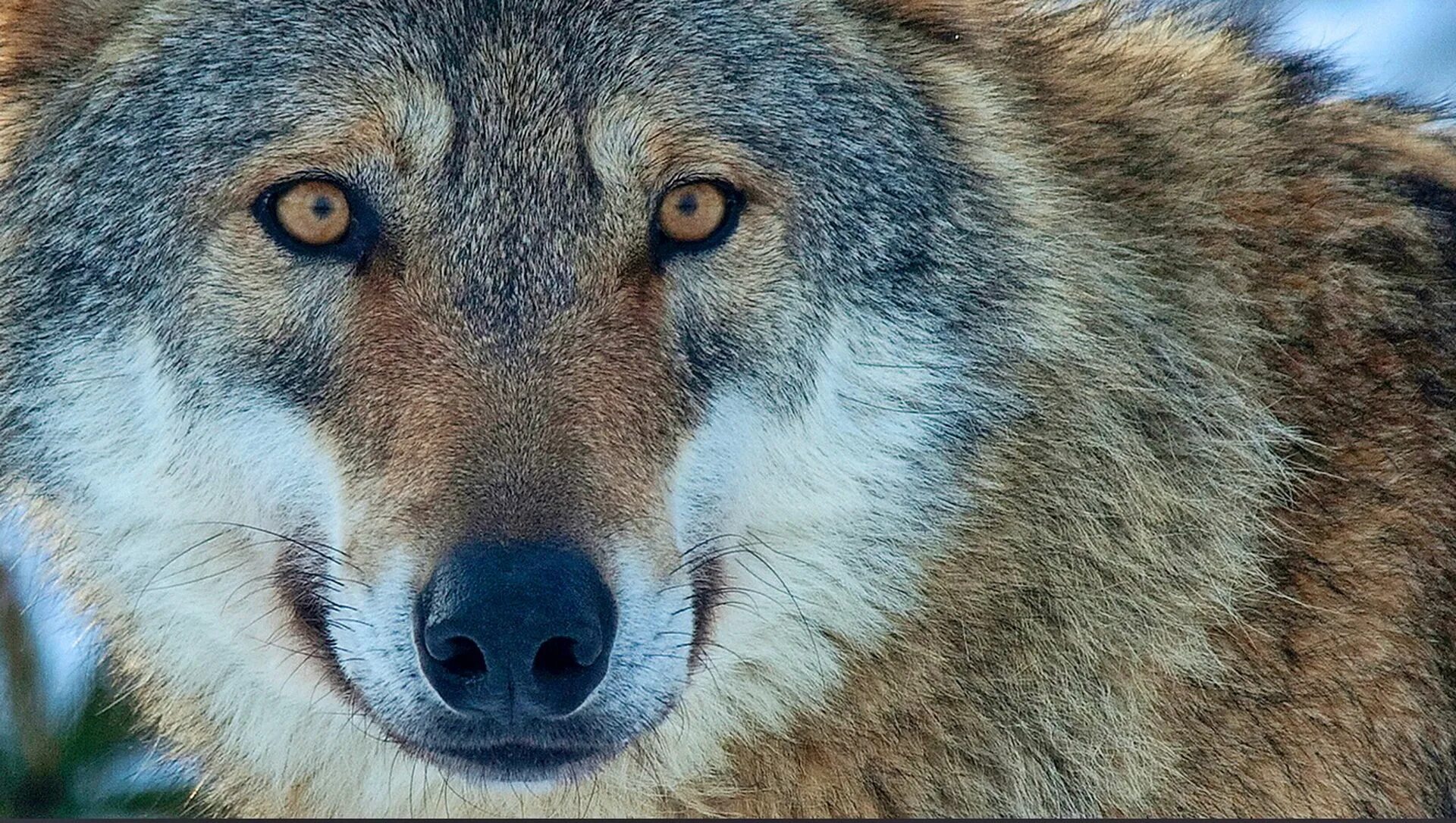 белый волк морда. фото волка крупным планом. фото волка крупным планом. гордый волк. морда волка крупным планом.