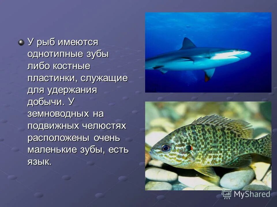 органы пищеварительной системы рыб схема. схема кровеносная система рыб биология. кровеносная система рыб 7 класс биология. у рыб имеется. строение плавательного пузыря у рыб.