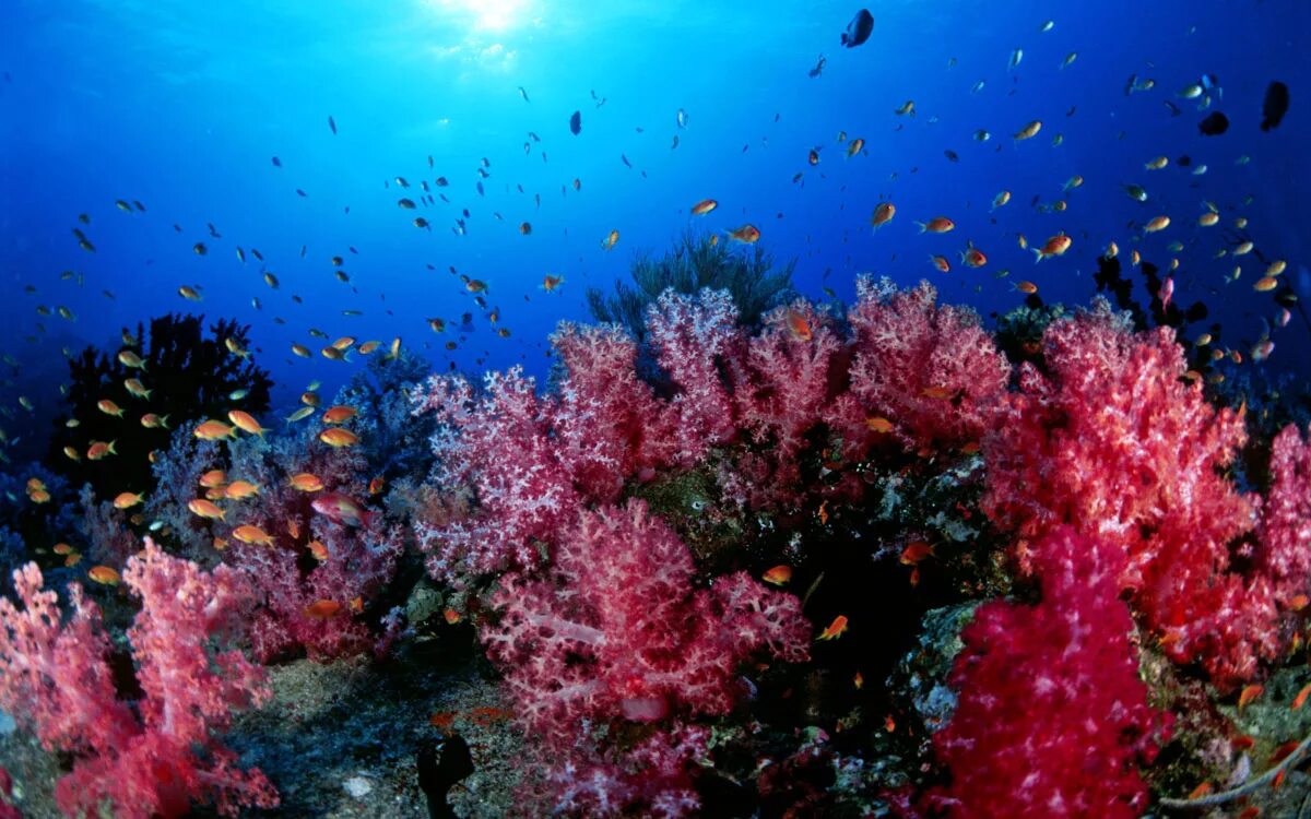 Коралловые рифы Уванэ. Коралловый риф Тайланд. Кораллы в Тайланде. Кораллы Средиземного моря. Красивые коралловые рифы
