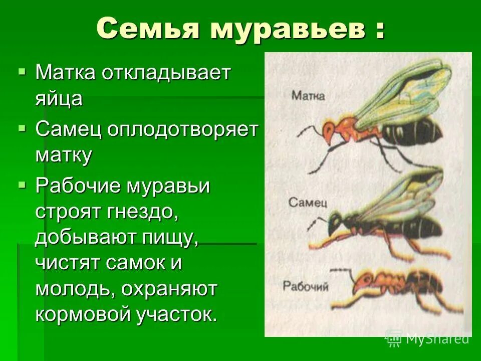 Структура семьи муравьев. Строение муравья. Иерархия в муравейнике. Иерархия муравьиной семьи. Несмотря на муравьиную склонность объединять свои