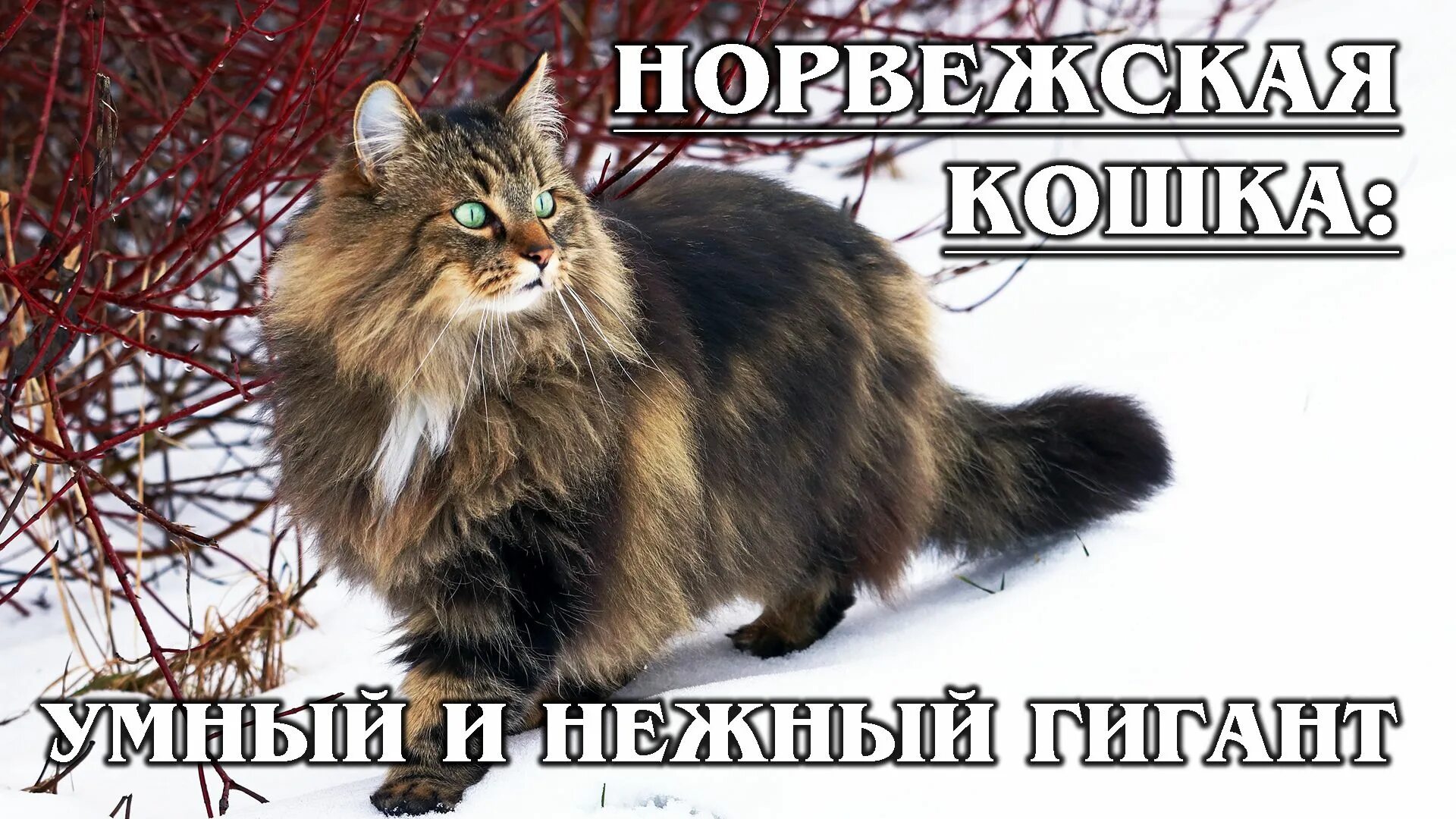 27 фотографий шикарных норвежских лесных кошек, которые огромны, пушисты и обожа