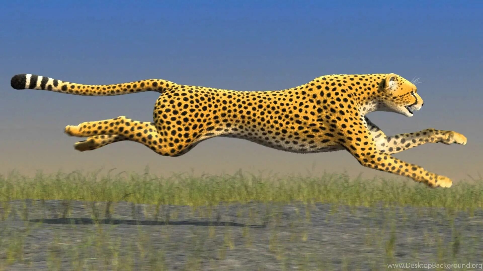 Leopards run runs fast