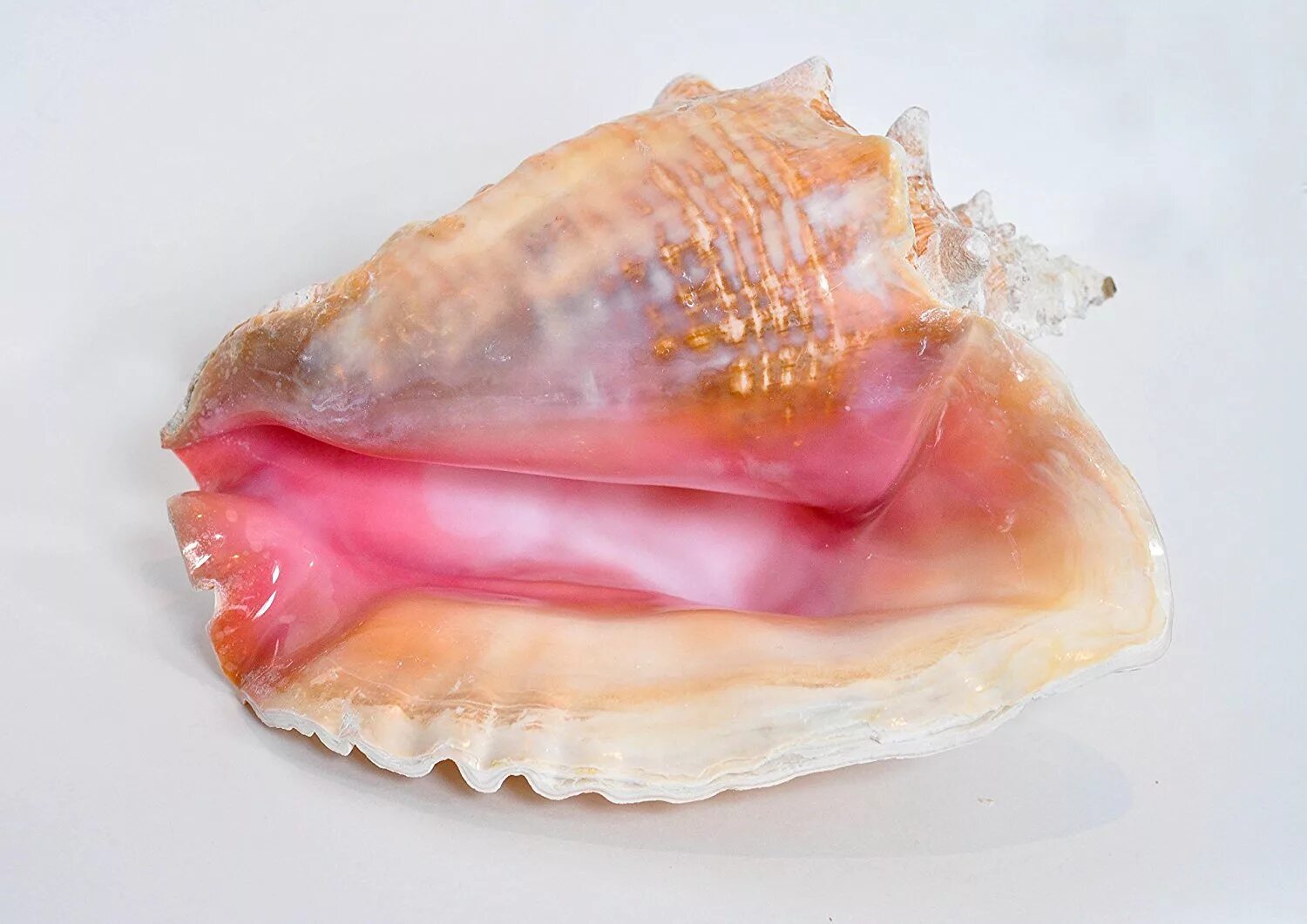 Раковина Conch Shell. Queen Conch. Моллюск Хоккигай. Ракушка Crown Conch. Ракушка у женщин фото