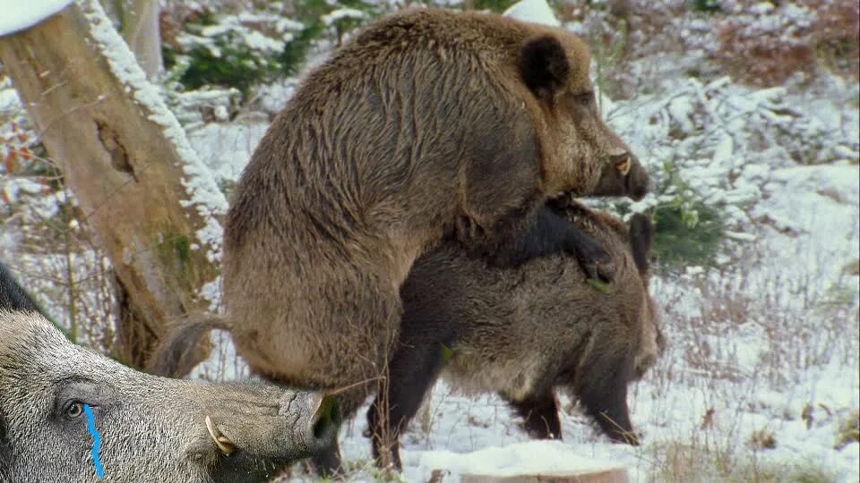 знаки зодиака про свинок. любовь мужчины кабана. любовь мужчины кабана. что любят кабаны. кабан характеристика.