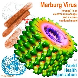 Вирус марбург