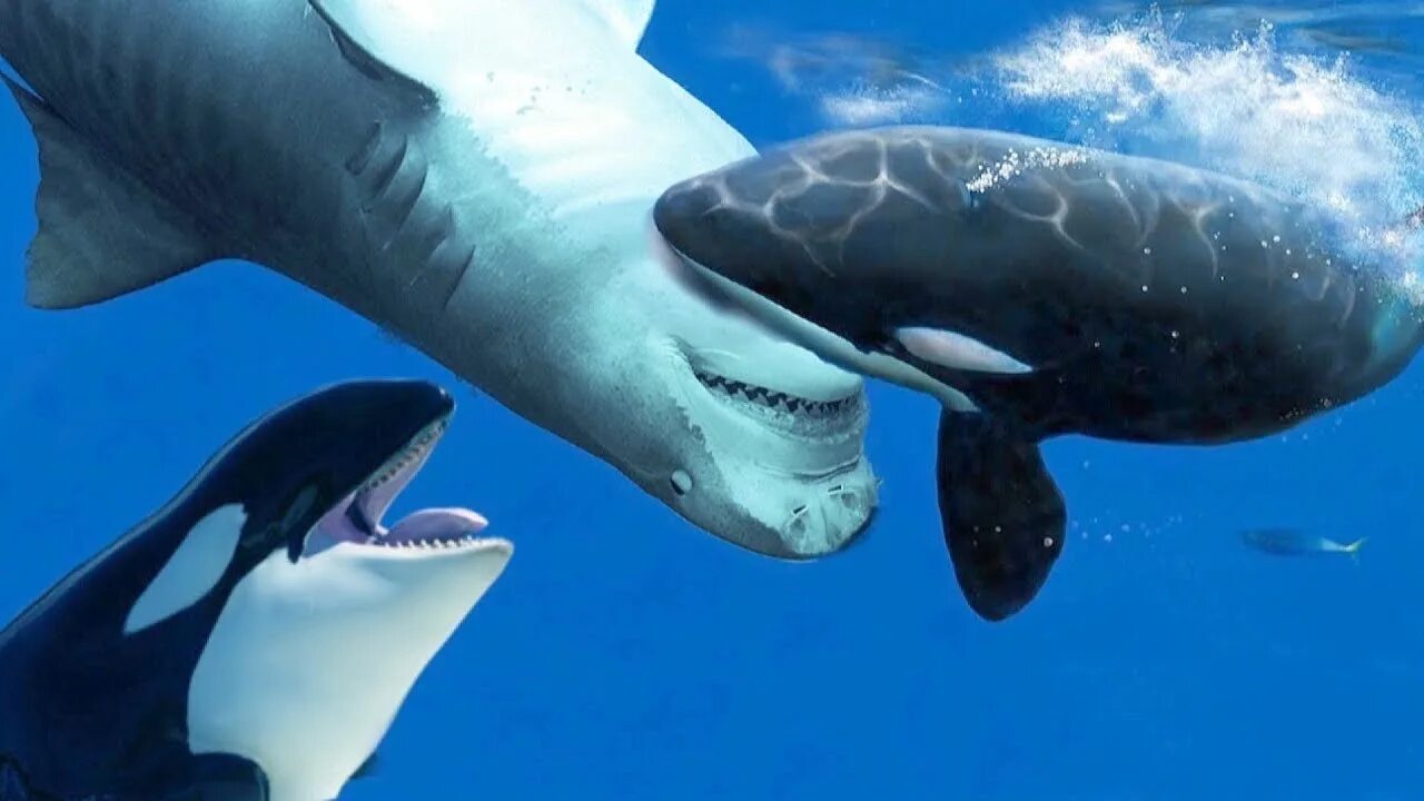 Нападение касаток. Касатка Дельфин акула. Косатка хищный Дельфин. Касатка это кит или Дельфин. Китовая акула и Касатка.