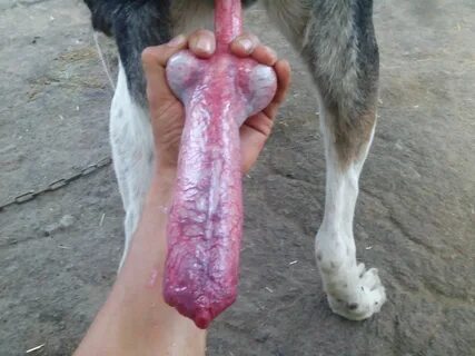 Dog knot pics 👉 👌 Animal Live Sex Porn :: Huge dog cock fuck.