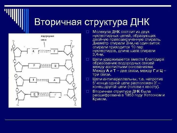 Вторичная цепь днк. Вторичная структура ДНК. Фрагмент вторичной структуры ДНК. Стабилизация вторичной структуры ДНК. Вторичная структура ДНК схема.