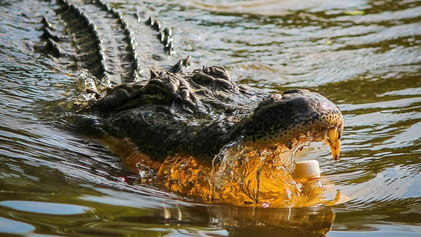 Крокодилы на шри ланке. Миссисипи Аллигаторы. Крокодил в речке.