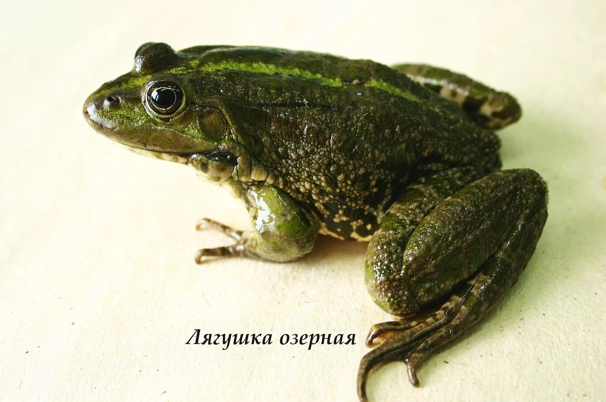 Представители бесхвостых земноводных. Амфибия лягушка озёрная. отряд бесхвостых земноводных. бесхвостые земноводные жабы. озерная лягушка озерная лягушка озерная лягушка.