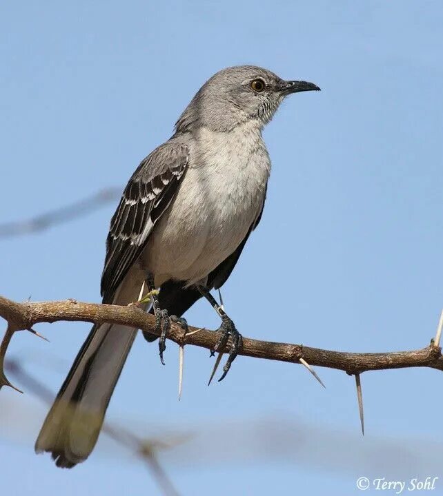 Northern Mockingbird. Пересмешник птица. Птицы пересмешники в Израиле. Mockingbird ჩიტი.