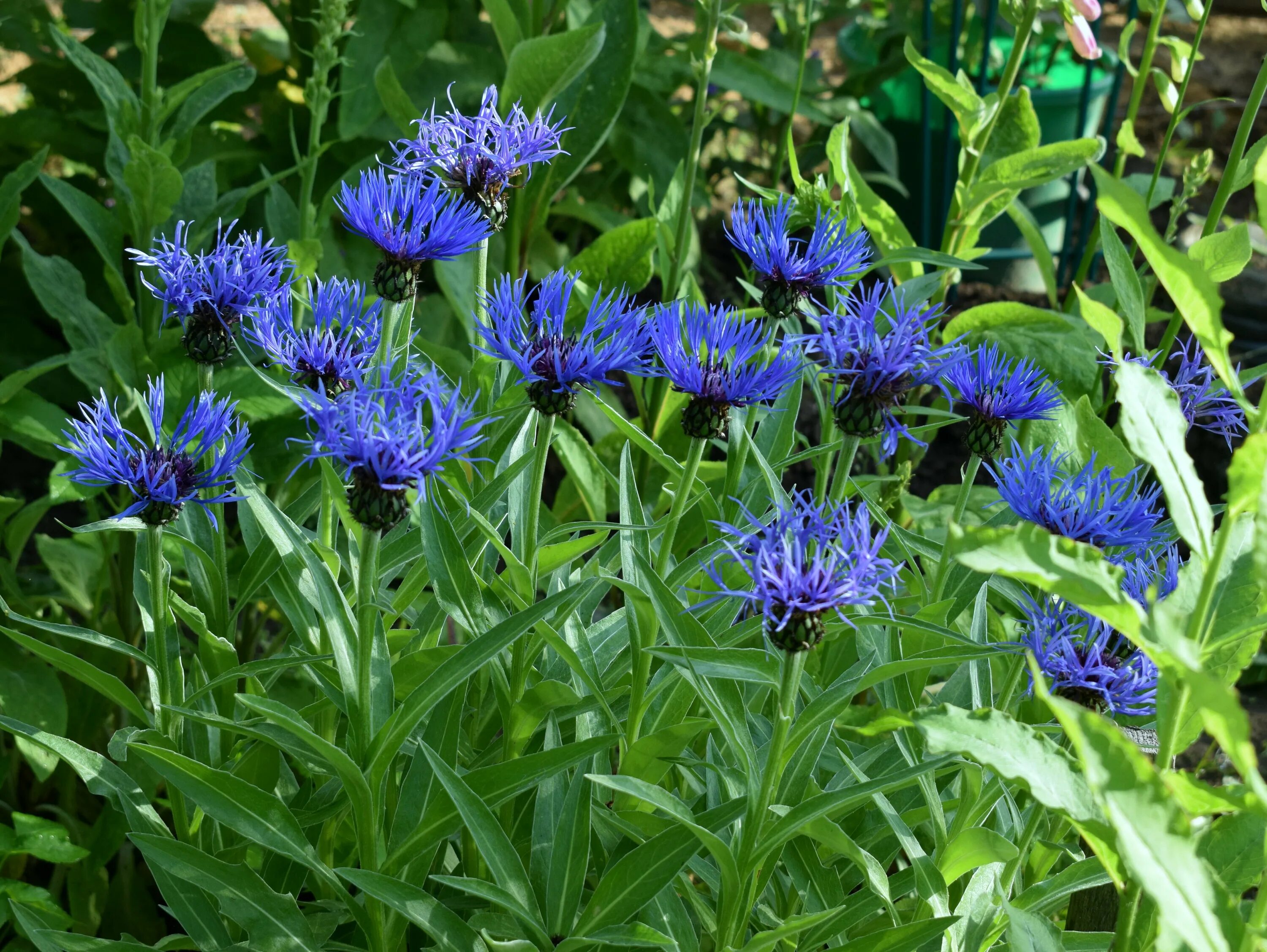 Василек горный грандифлора. Василек горный grandiflora. Василёк Донской (Centaurea tanaitica Klok.). Василек садовый многолетний.