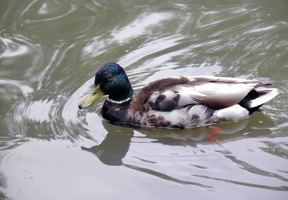 кряква чистит перья. утка россия. утка позирует. селезень плывет. куоҕас.