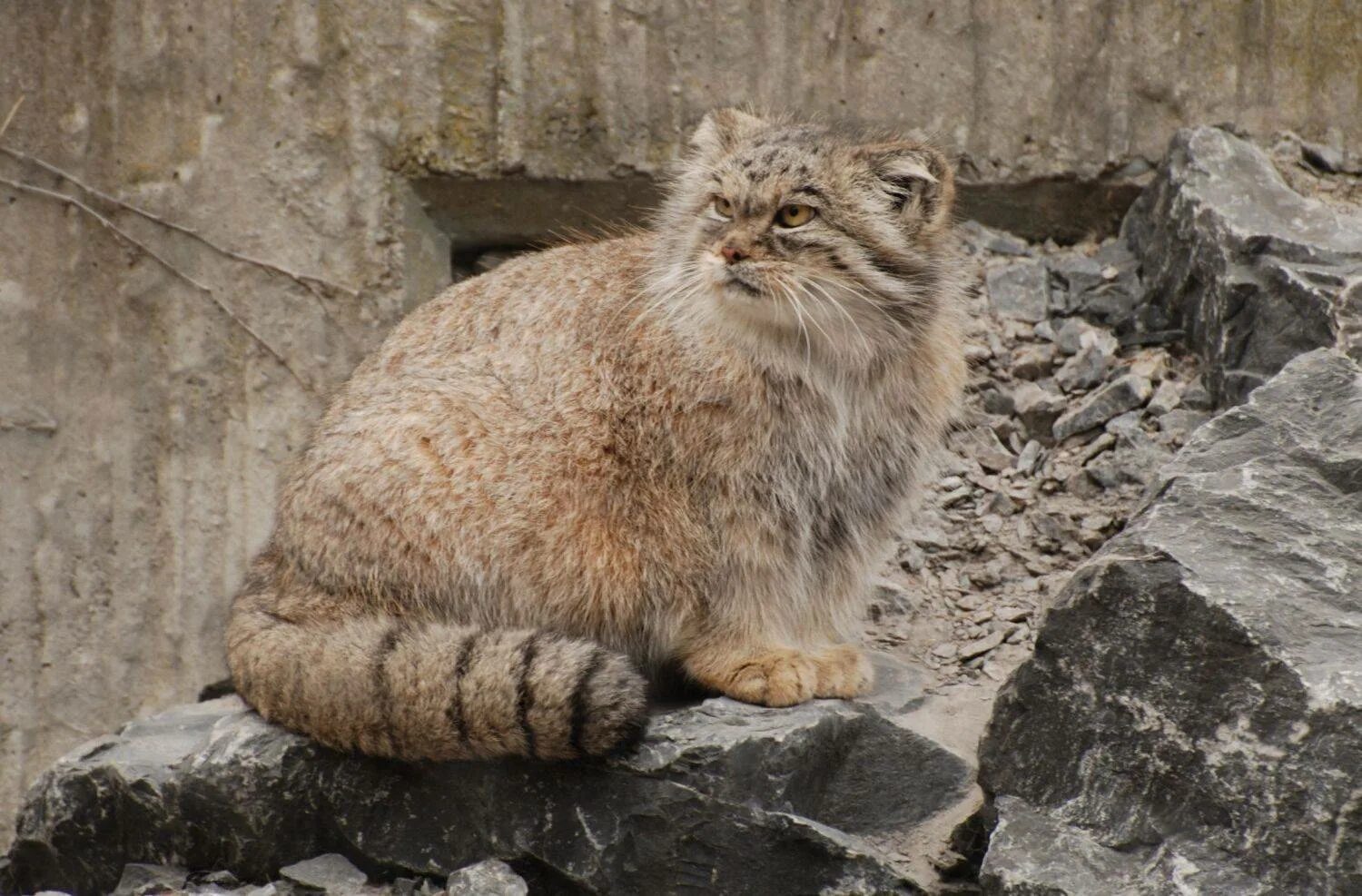 Кот Манул. Тибетский Манул. Горный кот Манул. Манул Забайкальский. Плотность шерсти манула