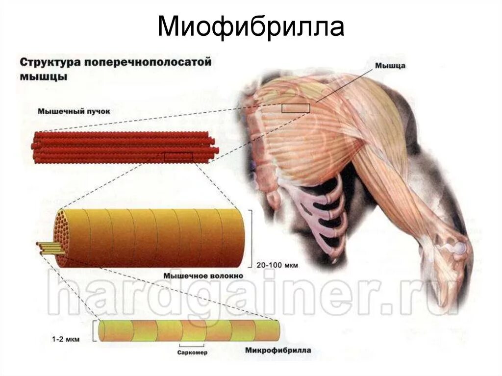 Наибольшая гипертрофия мышц наблюдается при нагрузках. Строение миофибриллы. миофибриллы это мышцы. строение мышечного волокна. гипертрофия мышечных волокон.