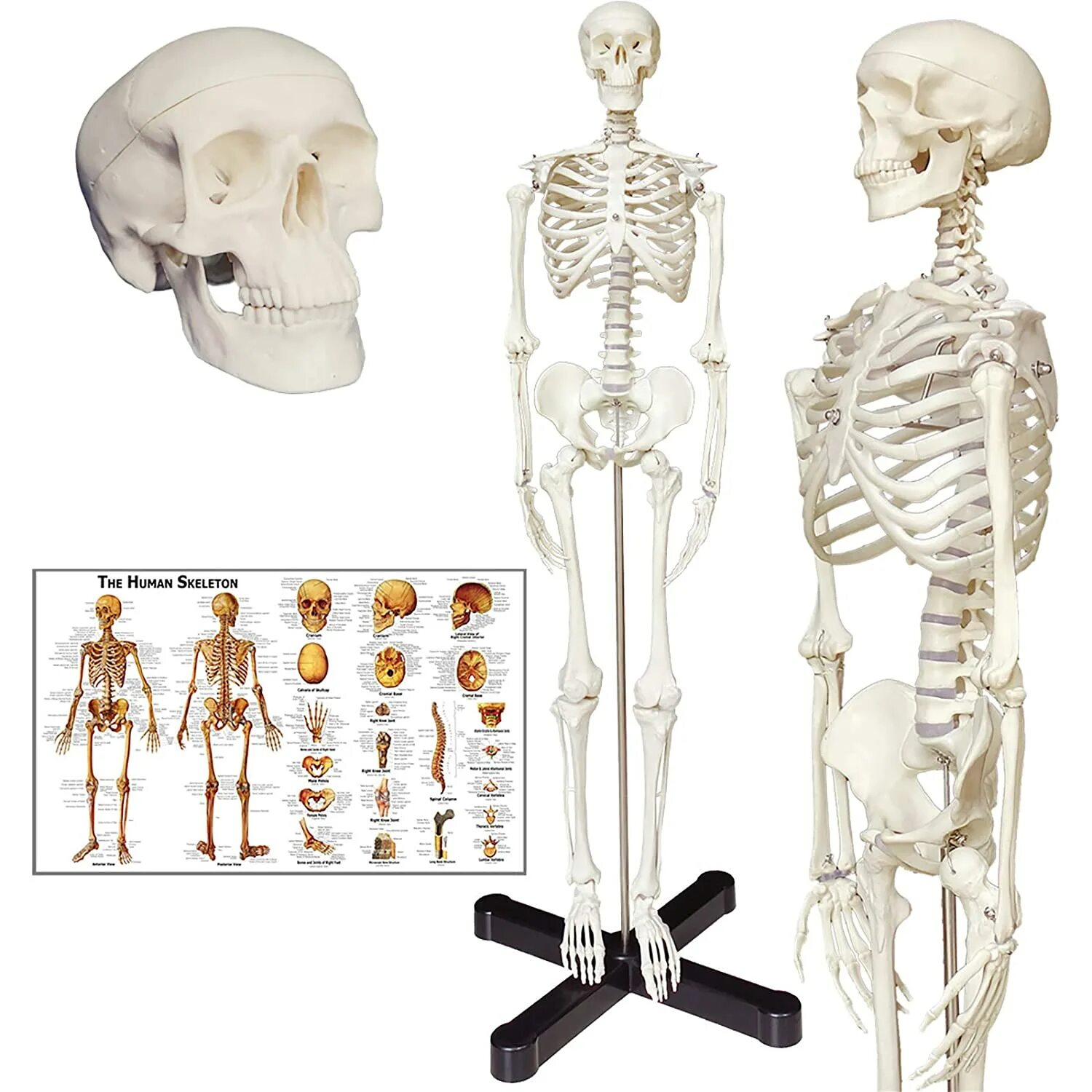 Модель скелет человека 85 см. Скелет человека анатомический 160см. Скелет человека анатомия модель. Макет скелета человека.