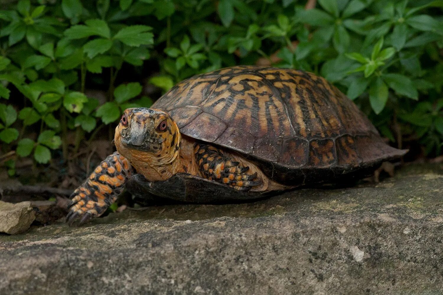 Turtle черепаха. Пресмыкающиеся черепахи. Черепаха Terrapene Carolina. Черепахи в субтропиках. Черепаха Тартаруга.