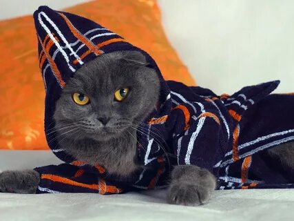 Кот в одежде