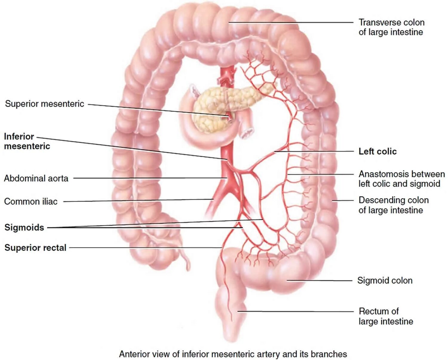 Colon перевод