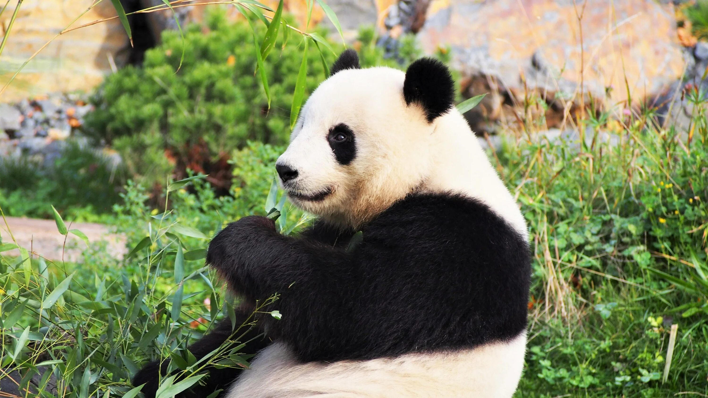 Включи новую панду. Большая Панда. День панды. Международный день панды картинки.