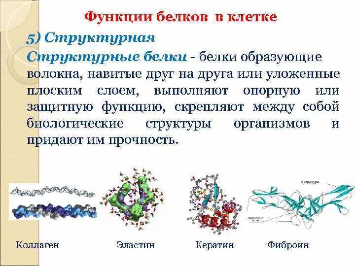 Белковые волокна строение. Структурная функция белка. Белки строение и функции.