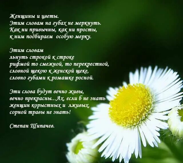 Цветок любви россия. Стихи про цветы. Стихи про цветы красивые. Стих красивой женщине цветы. Стихи про ромашки и любовь.