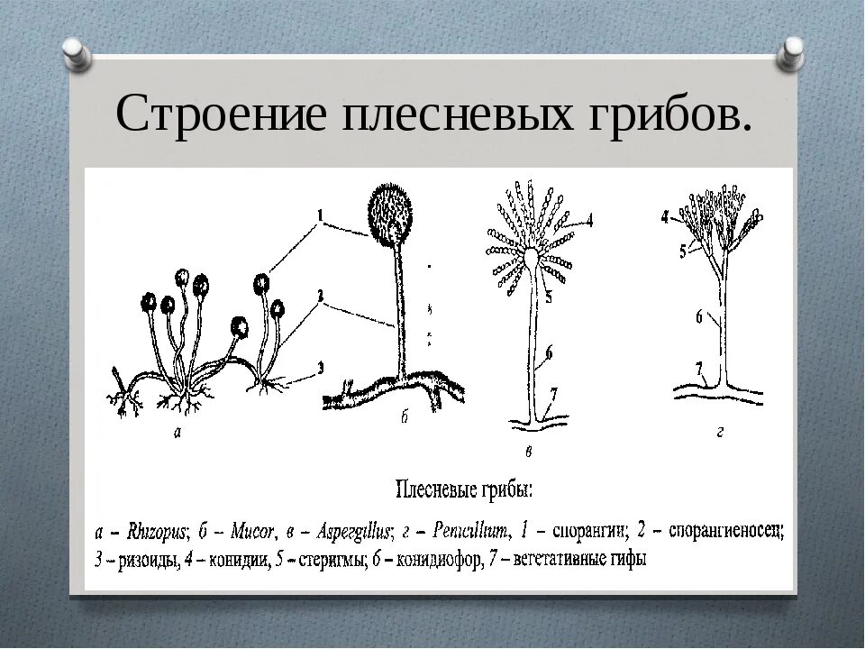 Рассмотрите изображение шести организмов пеницилл мукор