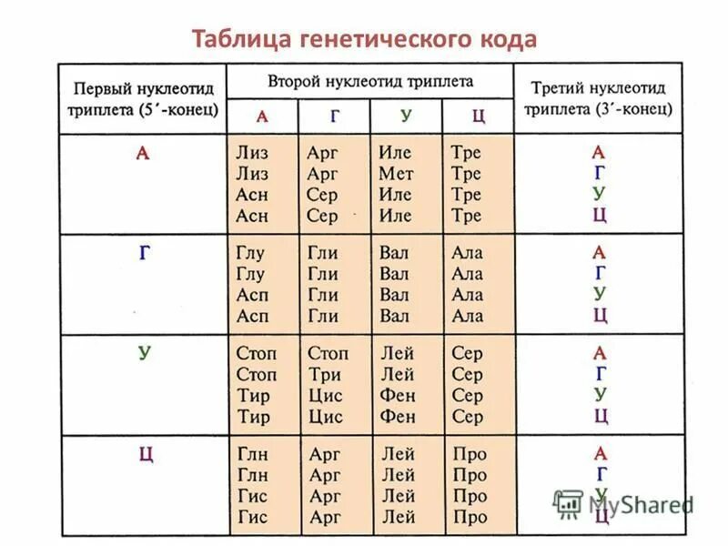 генетический код биосинтез белка 10 класс. таблица генетического кода егэ биология. таблица генетического кода белка. процесс биосинтеза белка. генетический код транскрипция синтез белков.