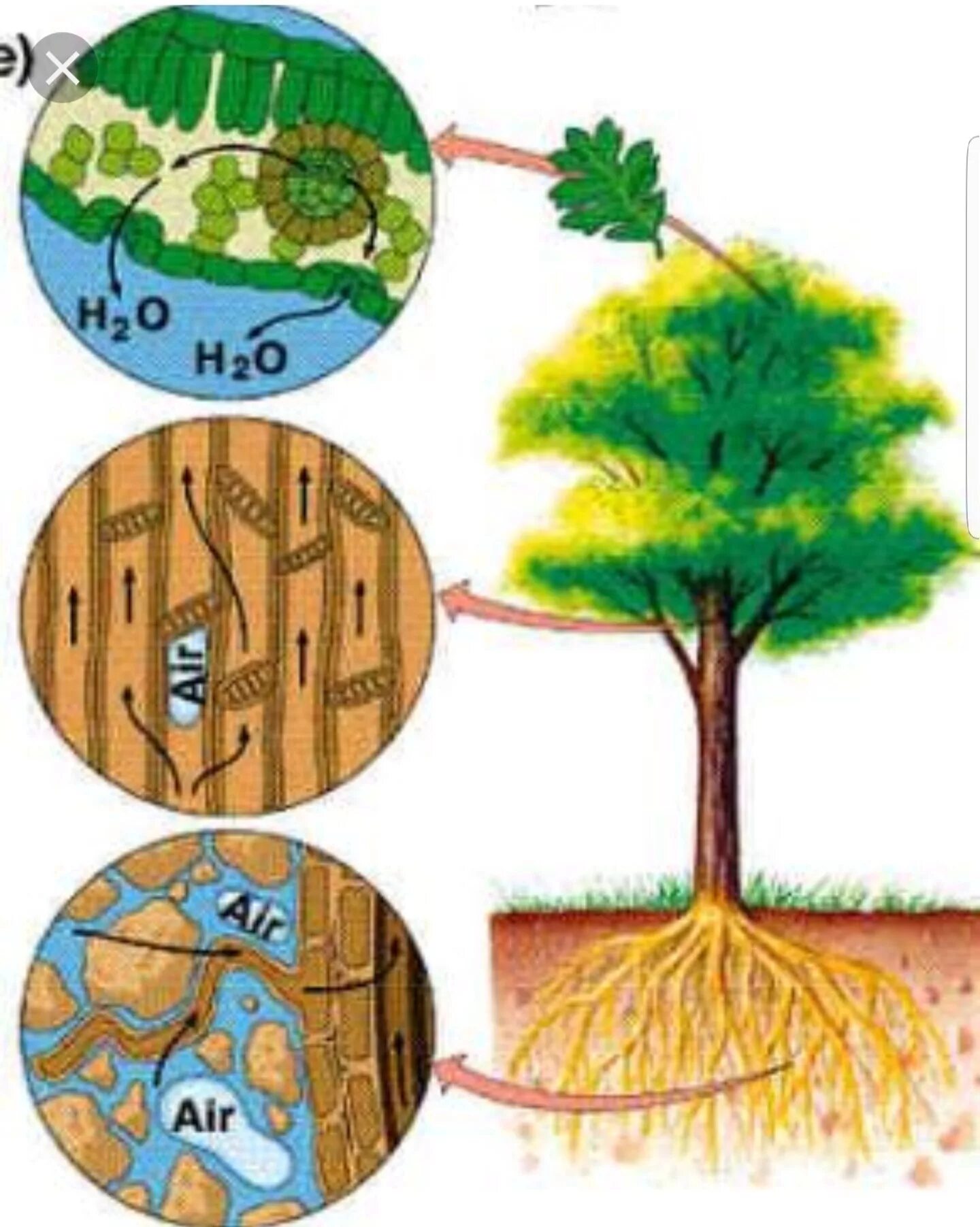 Транспирация у растений. Транспирация у растений деревьев. Осмос в деревьях. Схема транспирации растений.