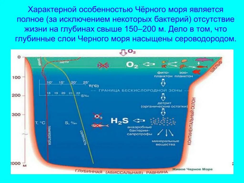 Чёрное море сероводородный слой глубина. Чёрное море глубина рельеф дна. Глубина чёрного моря средняя и максимальная. Структура дна черного моря. Максимальная глубина озера в метрах