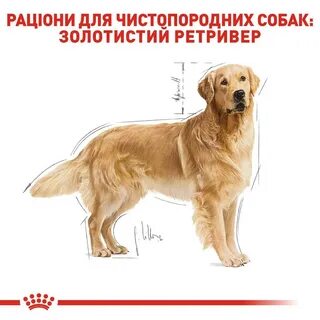 Тест на золотого ретривера