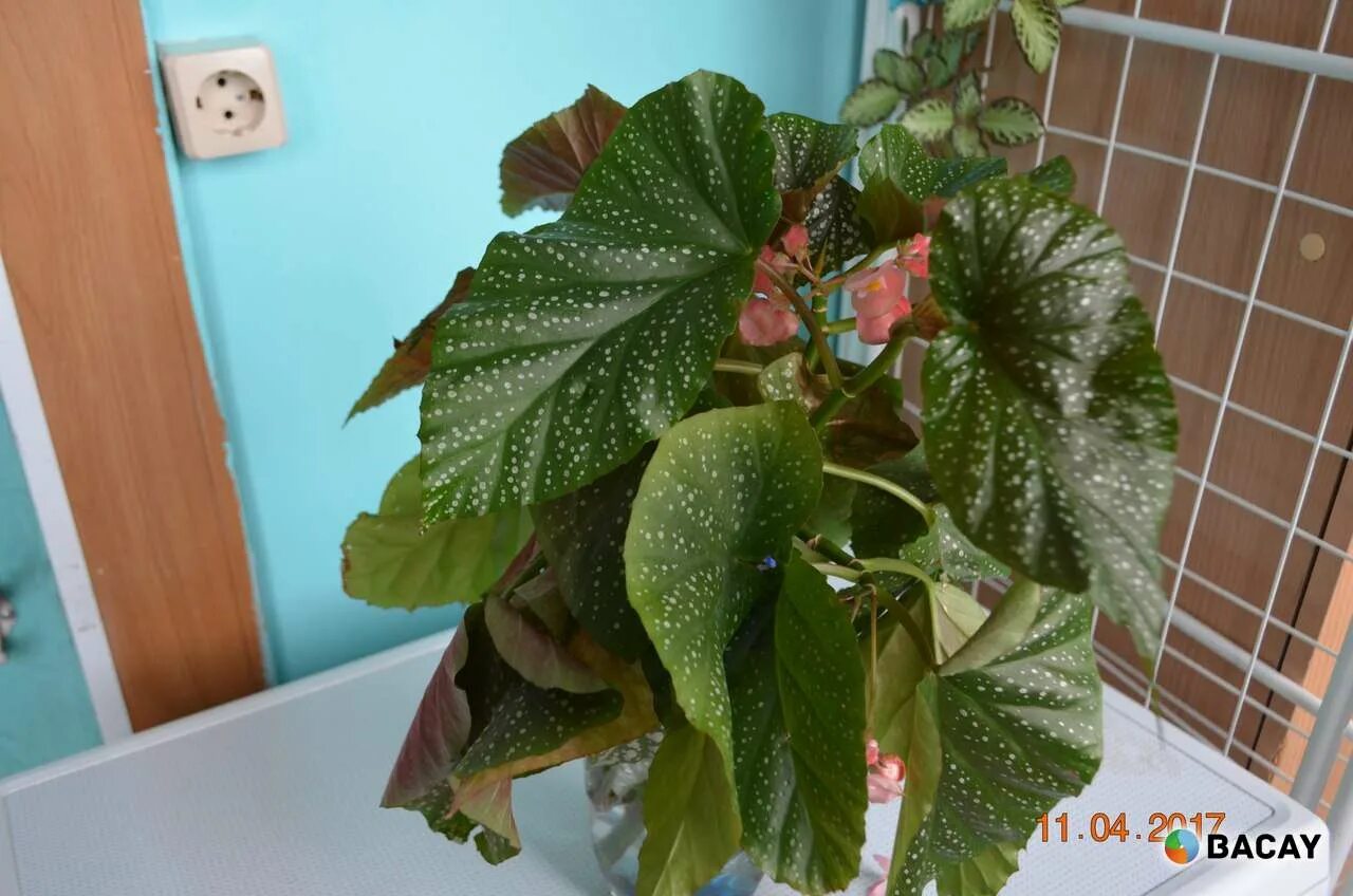 бегония крупнолистная зеленая. бегония можно ли дома. бегония клубневая ампельная. бегония круглолистная. бегония тигровая.