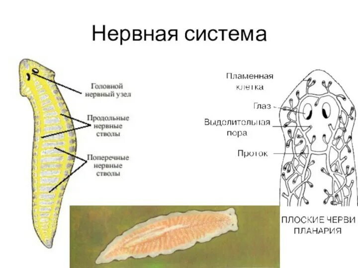 Нервная система белой планарии. Нервная система плоских червей Тип. Схема строения нервной системы плоского червя. Строение нервной системы плоских червей.