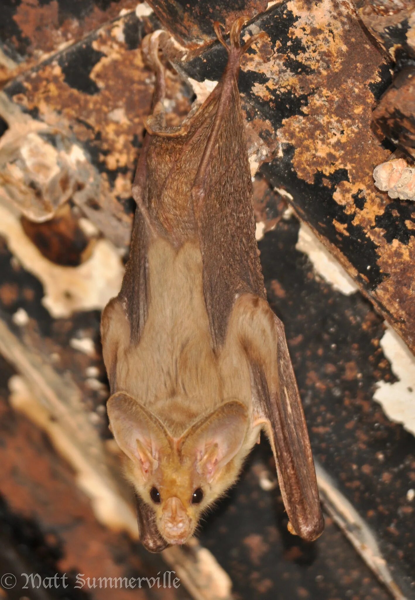 Австралийский ложный вампир (Macroderma Gigas). Желтокрылый ложный вампир. Длинноволосый ложный вампир. Fdcnhfkbqcrbq KJ;ysq dfvgbhложный вампир. Австралийский ложный вампир