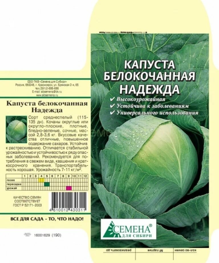 Капуста атрия описание сорта отзывы. Капуста белокочанная среднеспелая надежд. Капуста белокочанная Атрия f1.