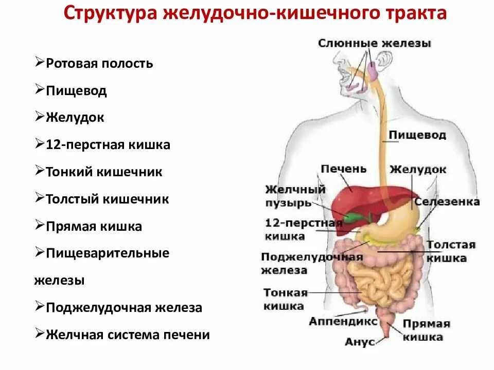 Пищеварительный тракт человека схема. Строение ЖКТ человека. Пищеварительный тракт анатомия. ЖКТ человека схема расположения.