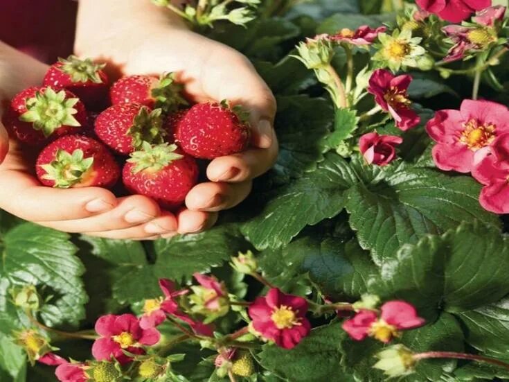 Земляника тоскана описание сорта. Клубника ампельная тоскана. клубника сорт тоскана. земляника садовая тоскана f1. земляника toscana rose.