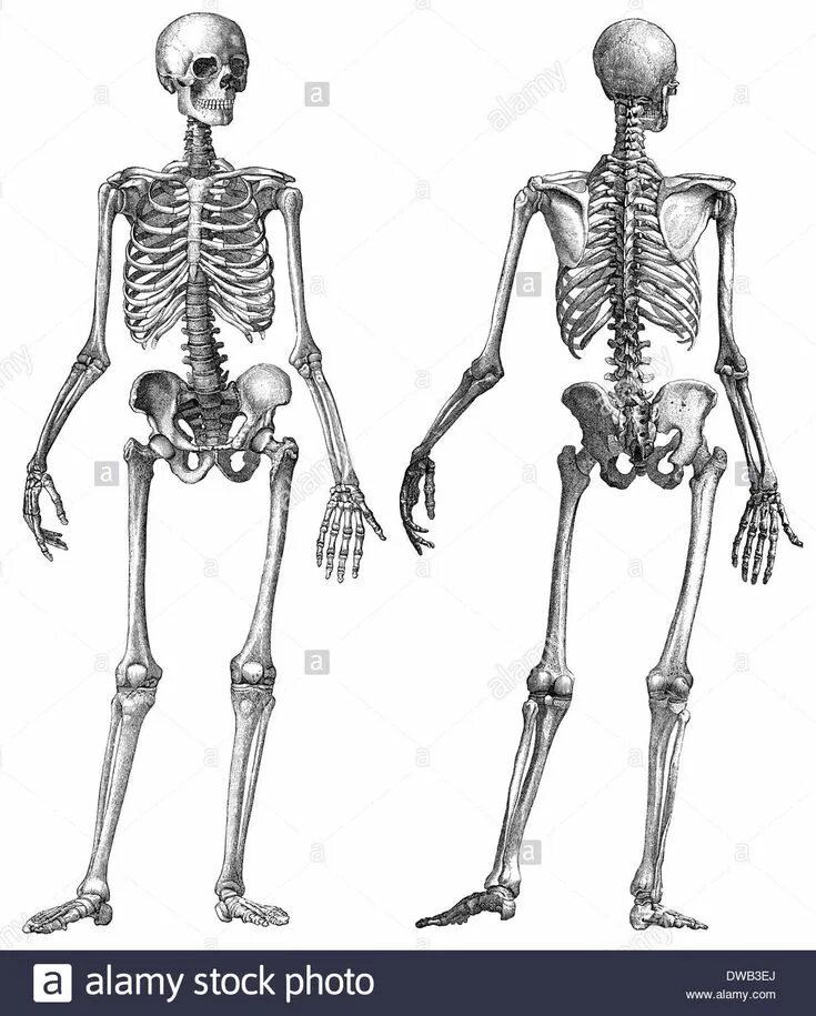 Скелет человека. Скелет человека вид спереди. Скелет человека рисунок.