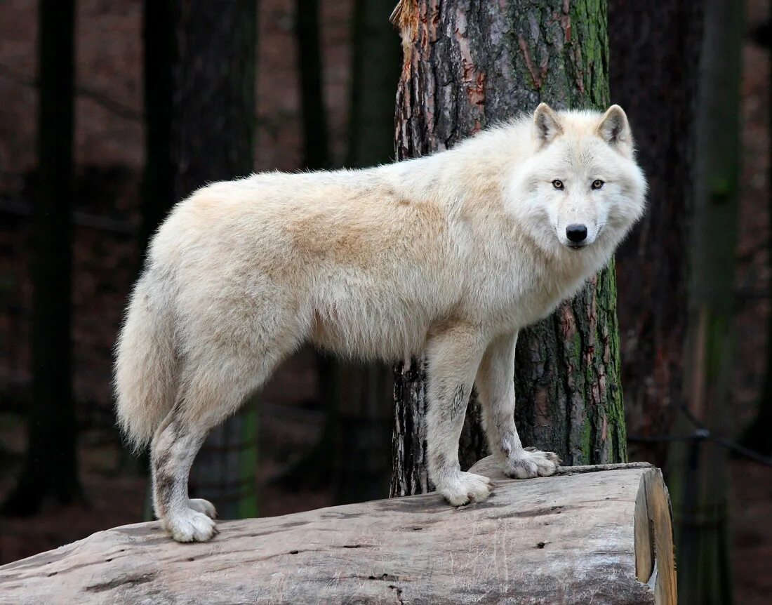 Самый главный волк. Полярный волк. Белый волк.