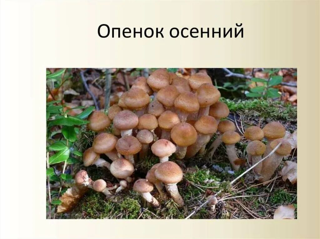 Отличить опенок