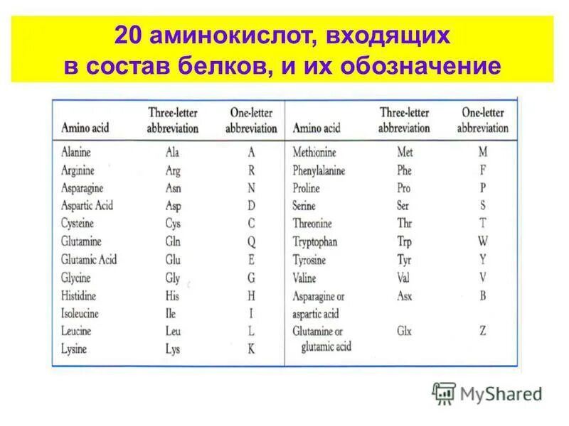 Аминокислоты в белках список. В состав смысловой цепи днк входит 14 триплетов. Аминокислоты в генетическом коде. Аминокислоты входящие в состав белков являются. Число аминокислот входящих в состав белков.
